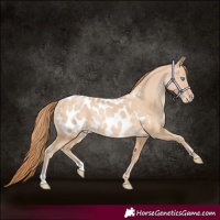 Horse Color:Buckskin Pearl Blanket 