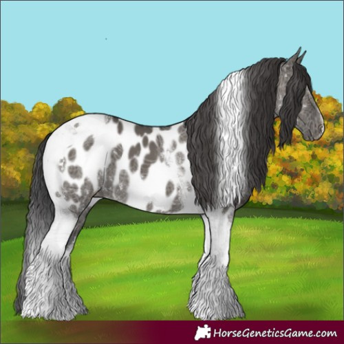 Horse Color:Grullo Tobiano Near Leopard 