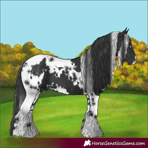 Horse Color:White Spotted Black Tobiano 