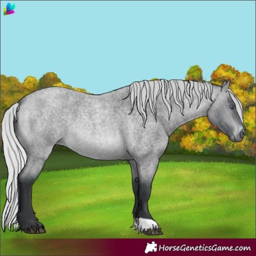 Horse Color:Silver Brown Chinchilla Roan