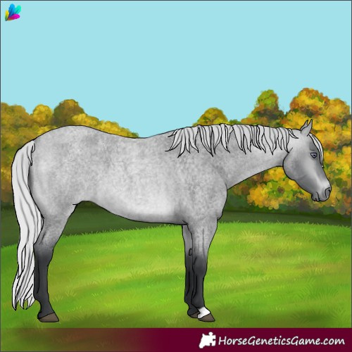 Horse Color:Silver Bay Chinchilla Roan