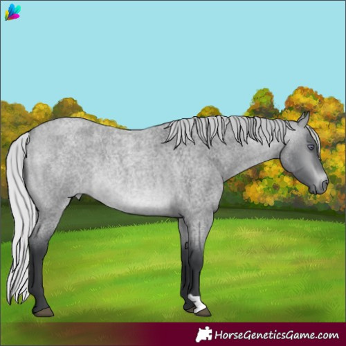 Horse Color:Silver Brown Chinchilla Roan 
