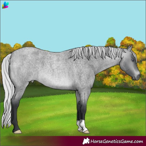 Horse Color:Silver Brown Chinchilla Roan