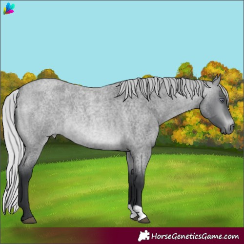 Horse Color:Silver Brown Chinchilla Roan
