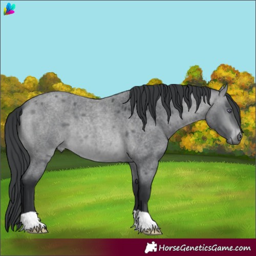 Horse Color:Brown Chinchilla Roan