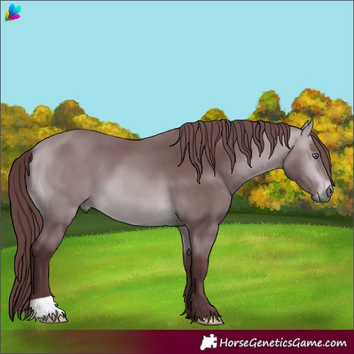 Horse Color:Chocolate Bay Chinchilla