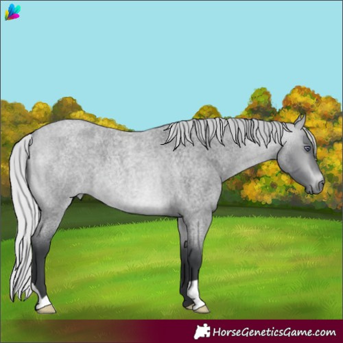 Horse Color:Silver Bay Chinchilla Roan