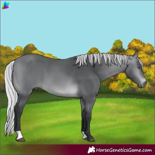 Horse Color:Silver Brown Chinchilla 