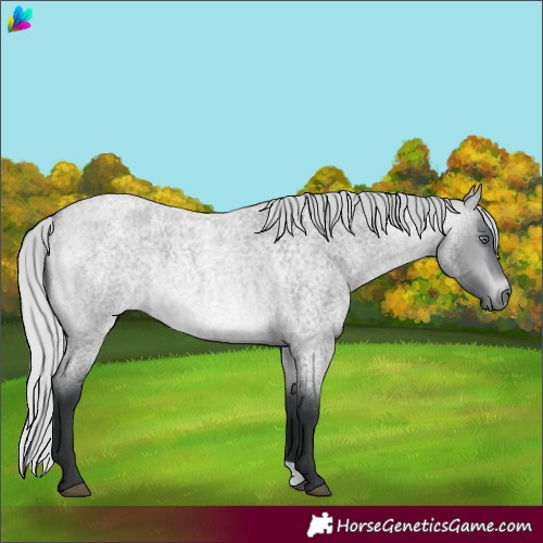 Horse Color:Silver Bay Chinchilla Roan