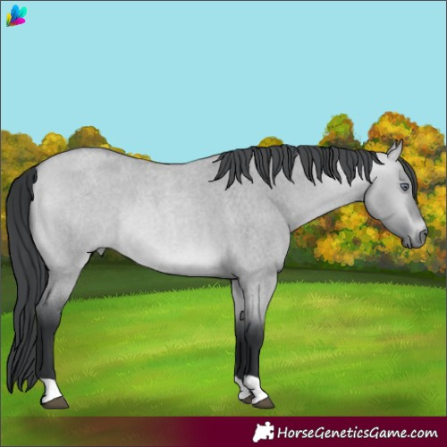 Horse Color:Bay Chinchilla Roan Dun 