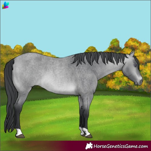 Horse Color:Bay Chinchilla Roan