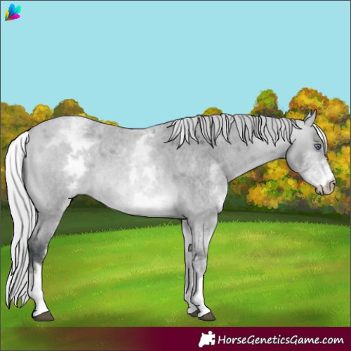 Horse Color:White Spotted Silver Bay Chinchilla Roan 