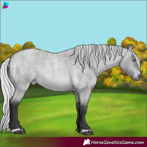 Horse Color:Silver Bay Chinchilla Roan 