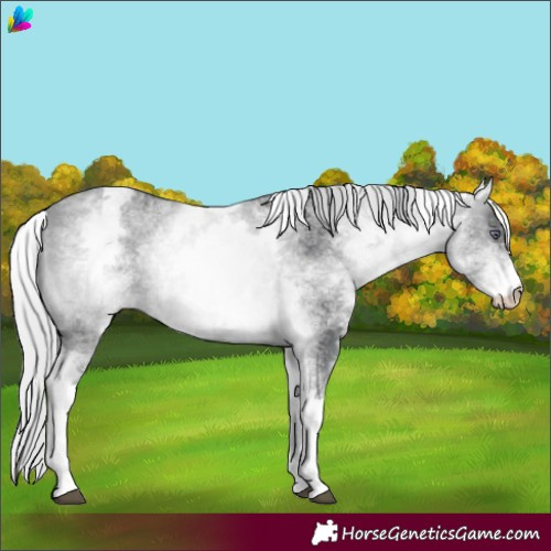Horse Color:White Spotted Silver Bay Chinchilla 