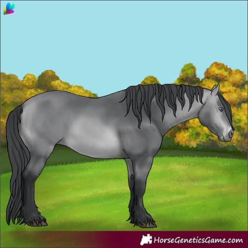 Horse Color:Bay Chinchilla