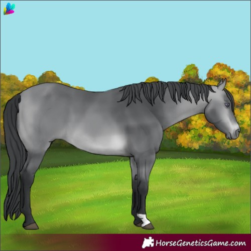 Horse Color:Bay Chinchilla 