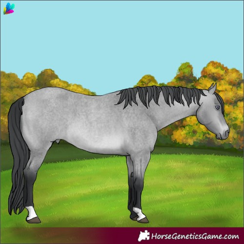 Horse Color:Bay Chinchilla Roan