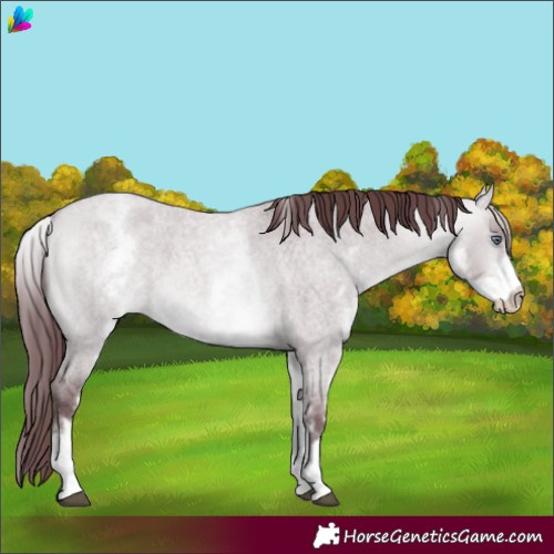Horse Color:White Spotted Chocolate Bay Chinchilla Roan Dun