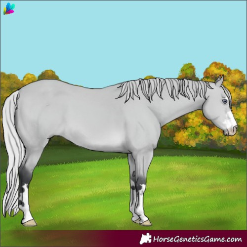 Horse Color:Silver Bay Chinchilla