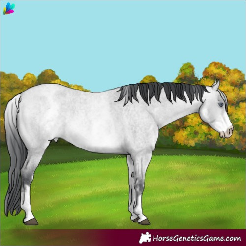 Horse Color:White Spotted Bay Chinchilla Roan Dun