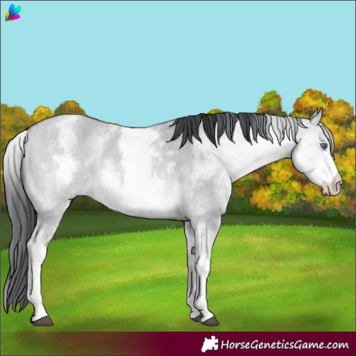 Horse Color:White Spotted Bay Chinchilla Dun 