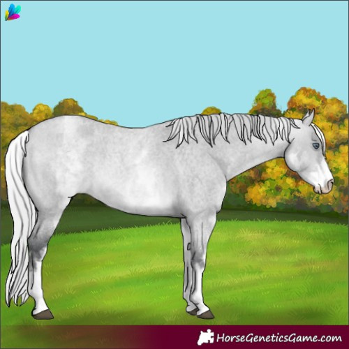 Horse Color:White Spotted Silver Bay Chinchilla Roan Dun