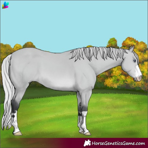 Horse Color:Silver Bay Chinchilla