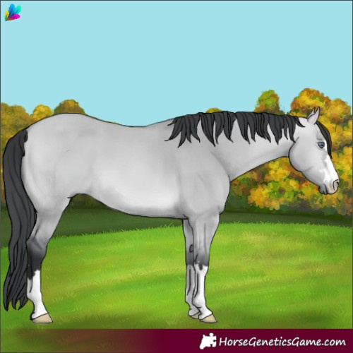 Horse Color:Bay Chinchilla Dun 