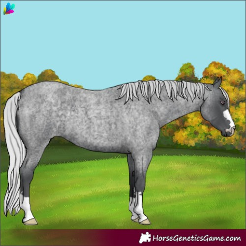 Horse Color:Silver Blue Chinchilla Roan