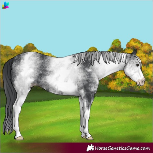 Horse Color:White Spotted Black Chinchilla