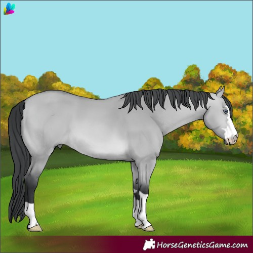 Horse Color:Bay Chinchilla Dun 