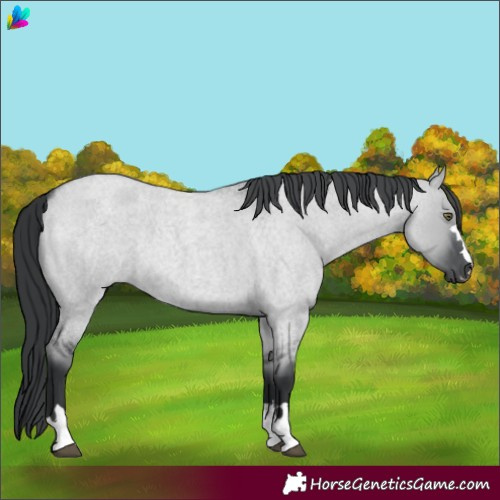 Horse Color:Grullo Chinchilla Roan 