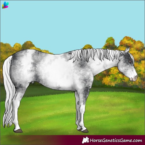 Horse Color:White Spotted Silver Black Chinchilla 