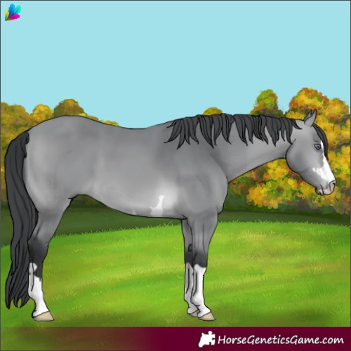 Horse Color:Bay Chinchilla 