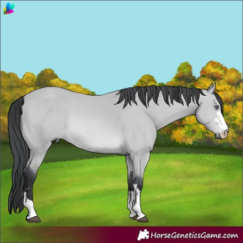 Horse Color:Bay Chinchilla 