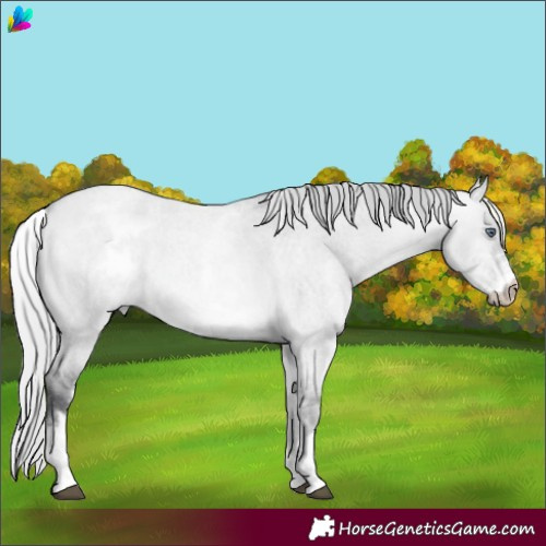 Horse Color:White Spotted Silver Bay Chinchilla Roan Dun 