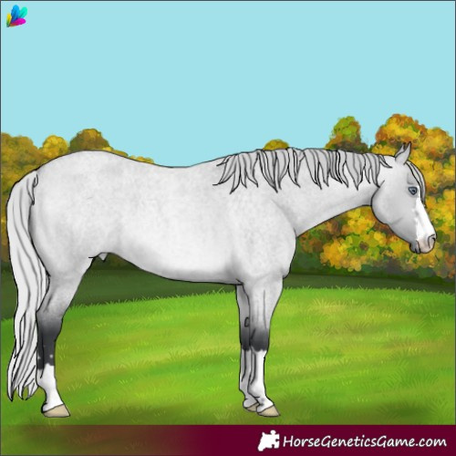 Horse Color:Silver Bay Chinchilla Roan Dun