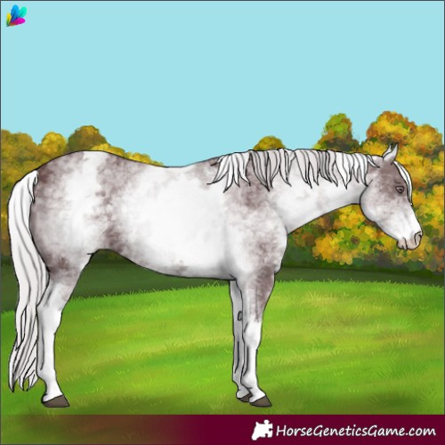 Horse Color:White Spotted Chocolate Silver Black Chinchilla 