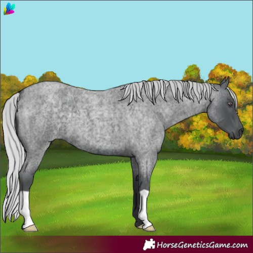 Horse Color:Silver Blue Chinchilla Roan 
