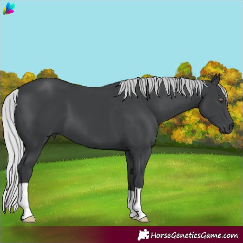 Horse Color:Silver Black Chinchilla