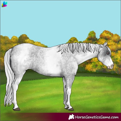 Horse Color:White Spotted Silver Blue Chinchilla Roan