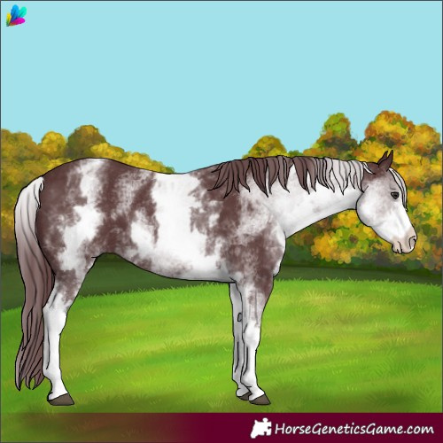 Horse Color:White Spotted Chocolate Black Chinchilla