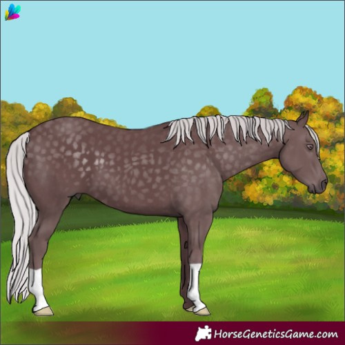 Horse Color:Chocolate Silver Black Chinchilla