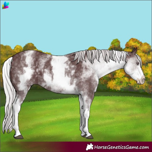 Horse Color:White Spotted Chocolate Silver Black Chinchilla 