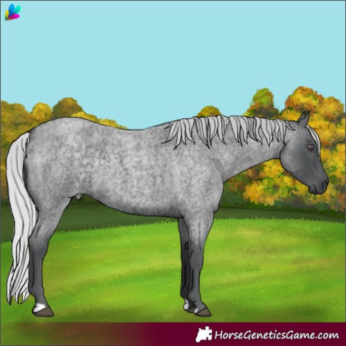 Horse Color:Silver Blue Chinchilla Roan 