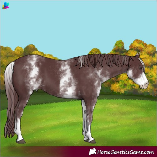 Horse Color:White Spotted Chocolate Black Chinchilla 