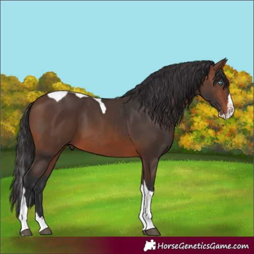 Horse Color:Brown Splash Tobiano