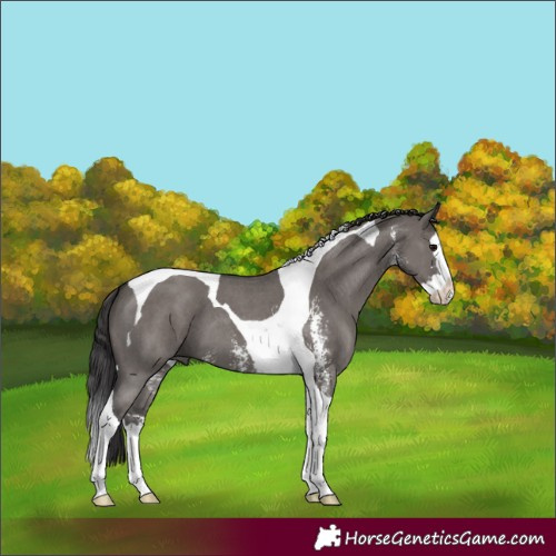 Horse Color:Smoky Grullo Sabino Splash Tobiano 