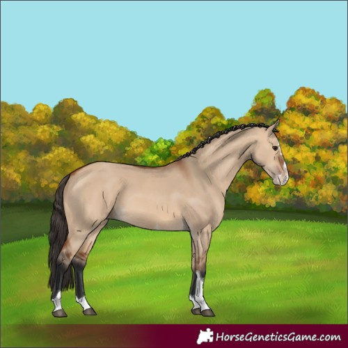 Horse Color:Bay Dun Splash Tobiano