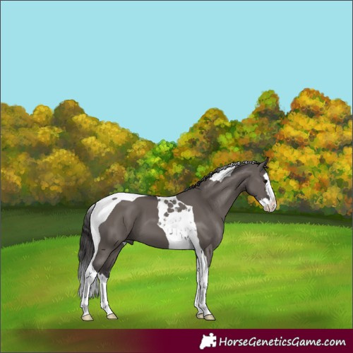 Horse Color:Smoky Grullo Splash Tobiano 